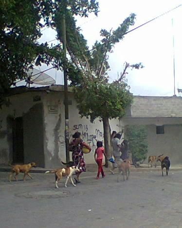Proliferan perros callejeros en Altepexi