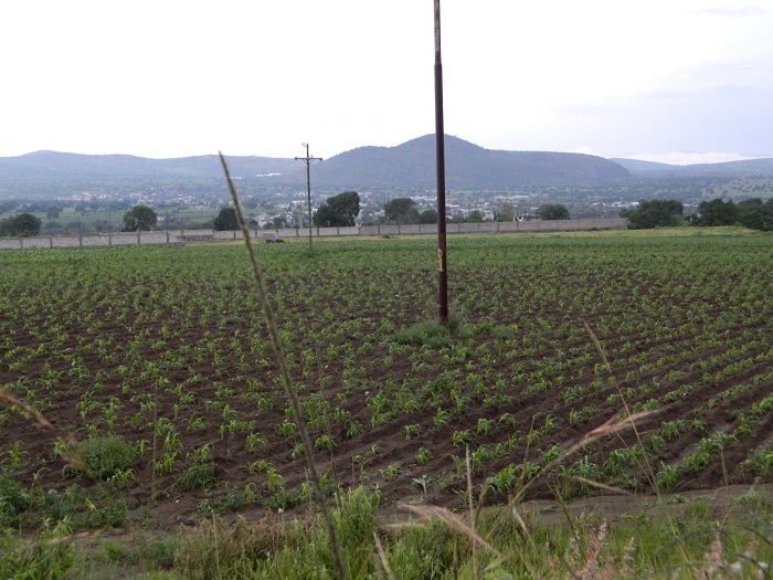 Por falta de lluvias están en riesgo cultivos de la región