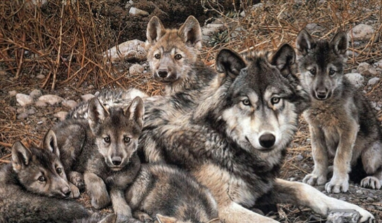 Cuatro nuevos Lobos Mexicanos en Chihuahua.