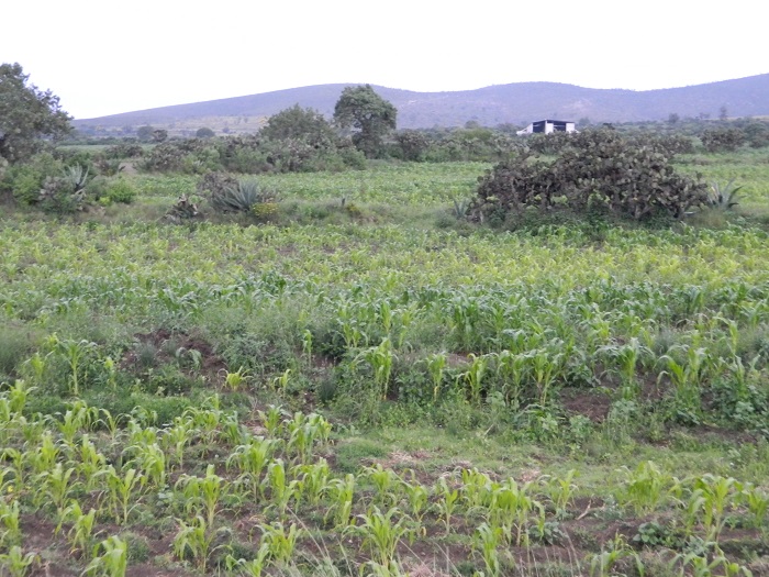Favorecen lluvias cultivos de la región de Tehuacán