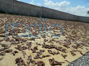 El 18 de octubre inicia venta de carne de Matanza