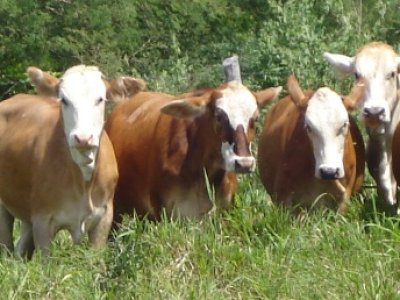 Ranchos ganaderos en peligro de desaparecer por robo de ganado.