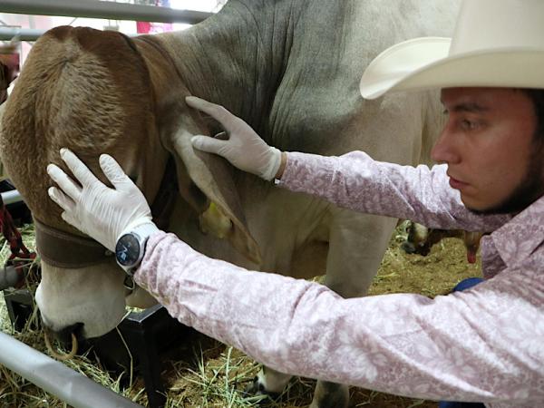 El Gobierno de Puebla refuerza las acciones preventivas contra el gusano barrenador del ganado para proteger la ganadería del estado.