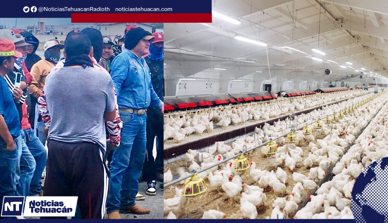 Bloqueo de granjas en Cañada Morelos pone en riesgo la producción avícola y porcina.