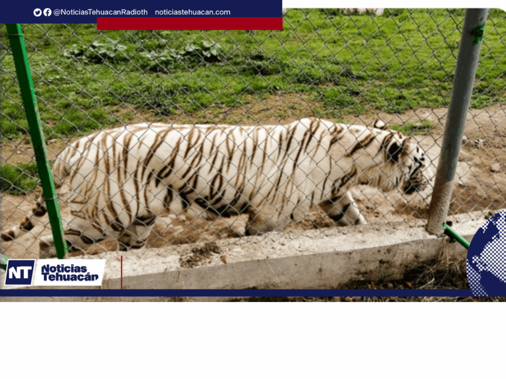 El tigre que escapó dd zoológico de Xicotepec