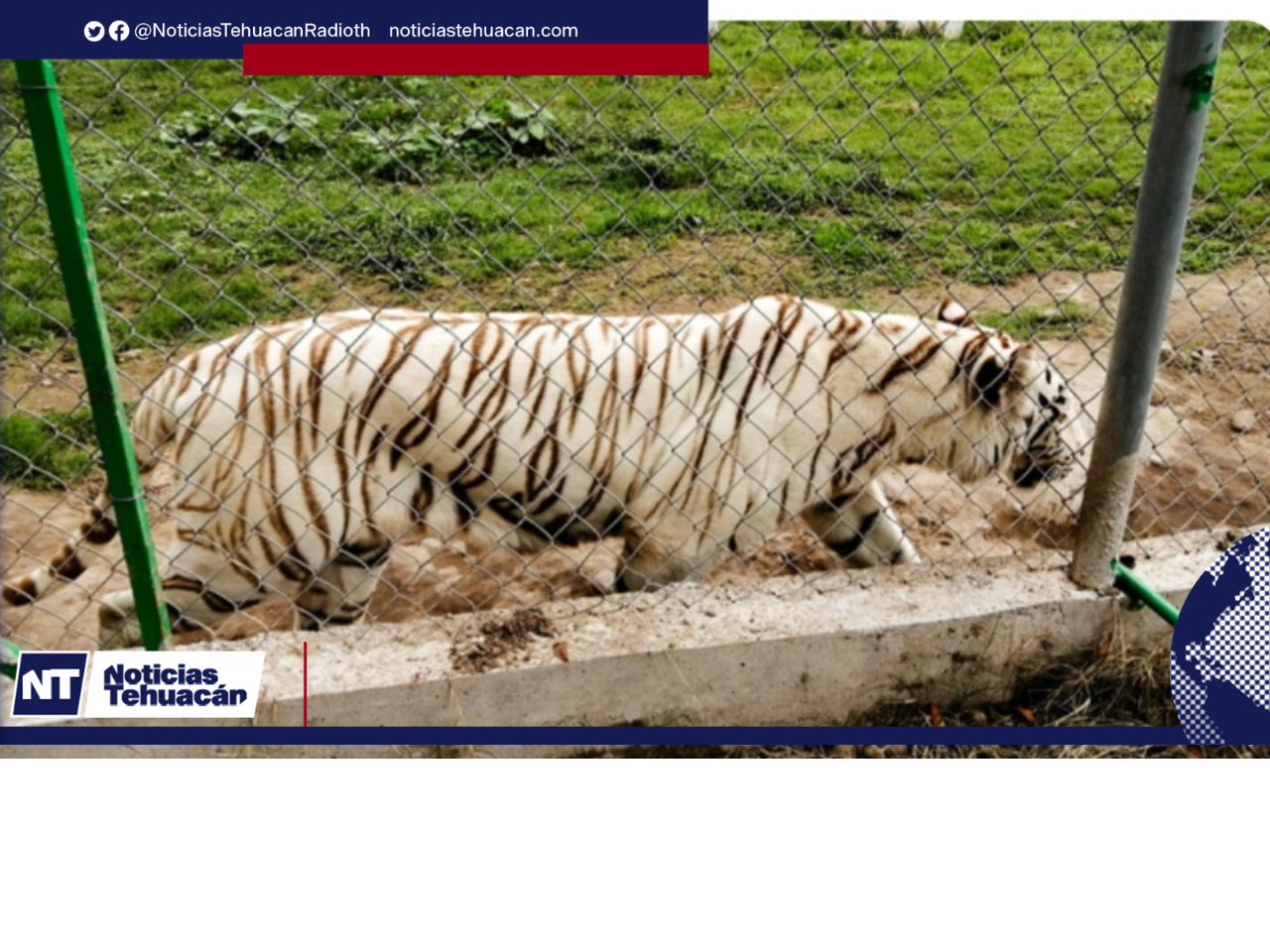 El tigre que escapó dd zoológico de Xicotepec