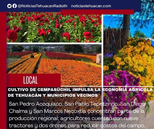 Tehuacán alista 250 hectáreas de cempasúchil para Día de Muertos